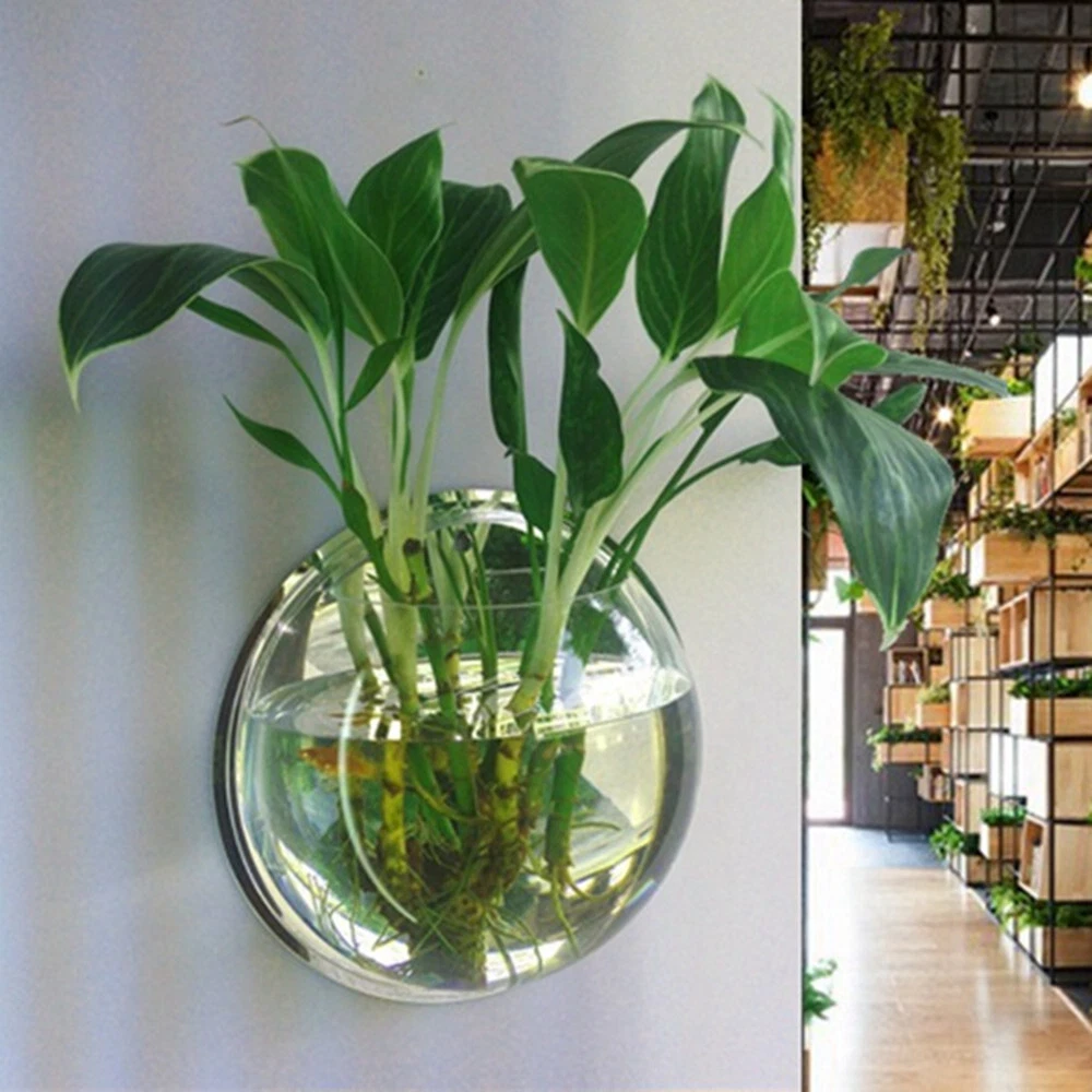 Plant